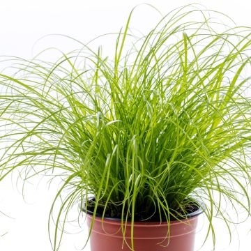 Cyperus alternifolius em sementes - Papiro-umbela