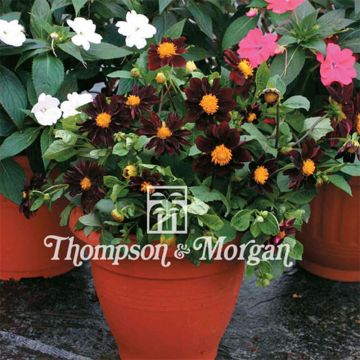 Dália anã Black Beauty em sementes