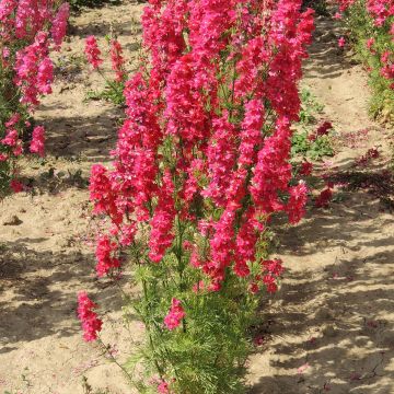 Delphinium Kingsize Scarlet em sementes