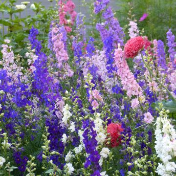 Delphinium consolida Imperial Mix em sementes