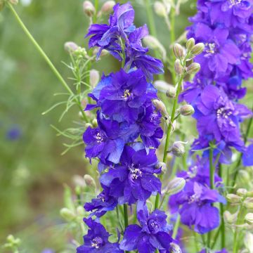 Delphinium consolida Dark Blue em sementes