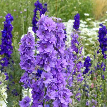 Delphinium consolida Lilac em sementes
