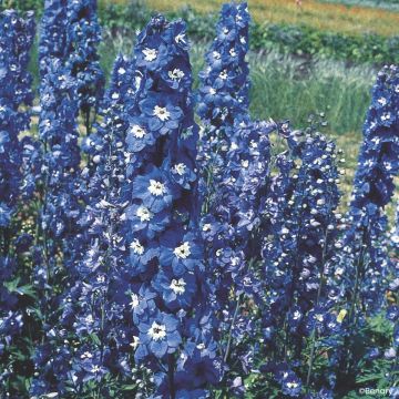 Delphinium Pacific Giants Blue Bird em sementes - Delfínio
