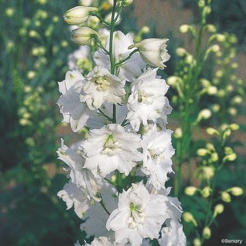 Delphinium Pacific Giants Galahad em sementes - Delfínio