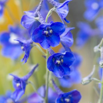 Delphinium belladonna Volkerfrieden Oriental Blue em sementes