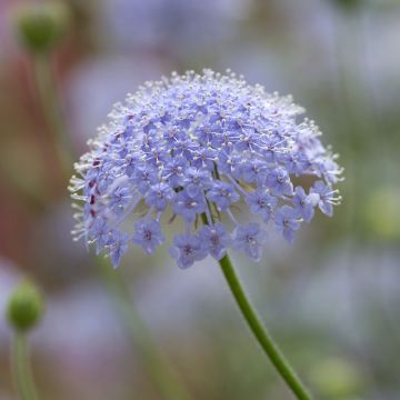 Trachymene coerulea Lace Blue em sementes