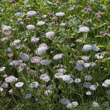 Trachymene coerulea Lace Heavenly Umbels em sementes