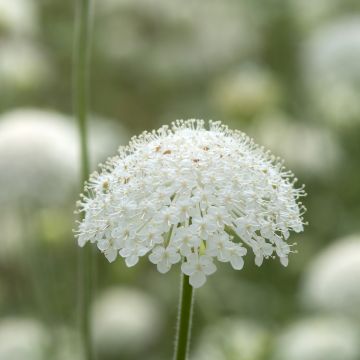 Trachymene coerulea Lace White em sementes
