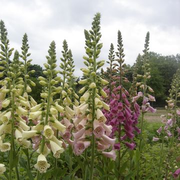 Sementes mistas de Digitalis purpurea Foxy Mix