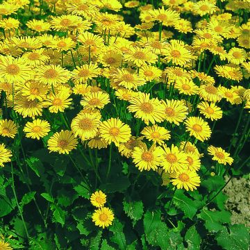 Doronicum caucasicum Little Leo em sementes