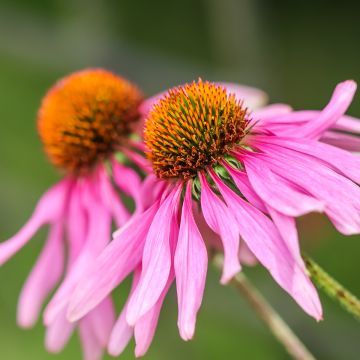 Echinacea Feeling Pink em sementes