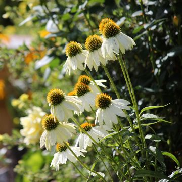 Echinacea Feeling White em sementes