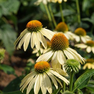 Echinacea purpurea Paradiso Yellow em sementes