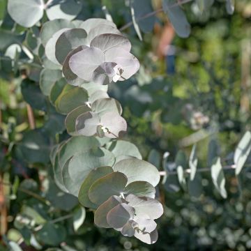 Eucalyptus cinerea Silver Dollar em sementes