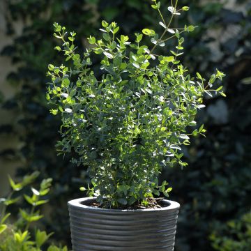 Eucalyptus parvula Boxwood em sementes