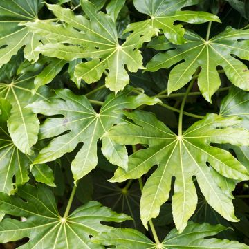 Fatsia japonica em sementes