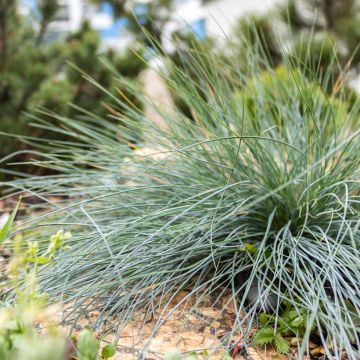 Festuca glauca em sementes