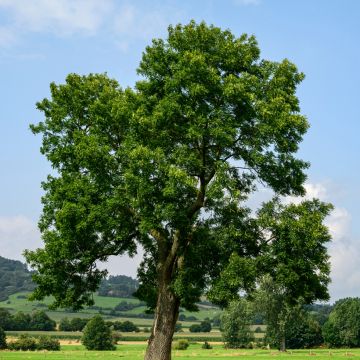 Fraxinus excelsior em sementes