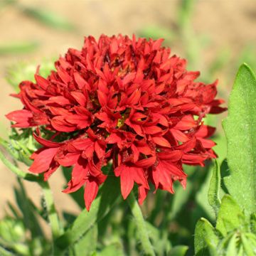 Gailárdia pulchella Red Plume em sementes