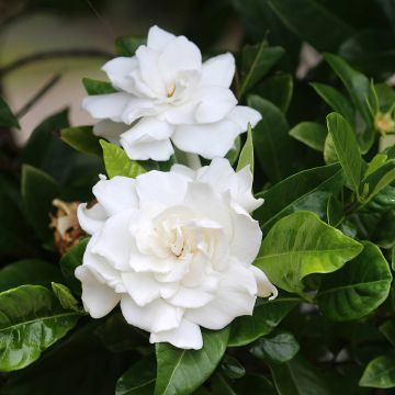 Gardénia jasminoides em sementes