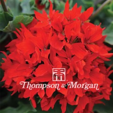 Sardinheira Quantum Vermelho F1 em sementes