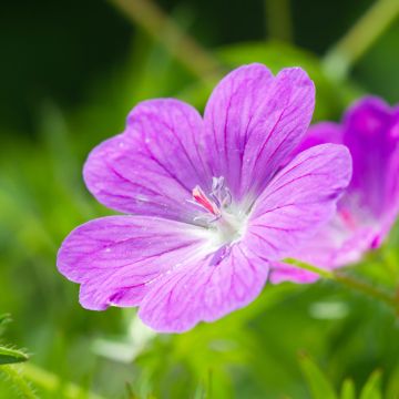 Gerânio-sanguíneo Vision Violet - Geranium sanguineum