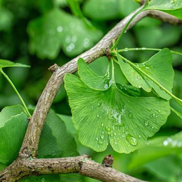 Ginkgo biloba em sementes