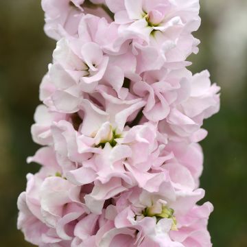 Matthiola incana Classic Malmaison Pink em sementes
