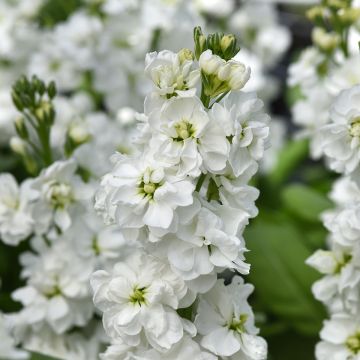 Matthiola incana Katz Hi double White em sementes