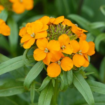 Erysimum allionii Laranja em sementes
