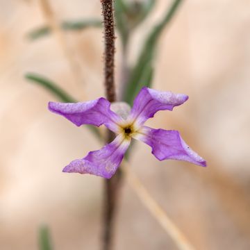 Matthiola longipetala bicornis Scentsation em sementes