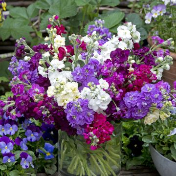 Matthiola incana Anytime Formula Mix em sementes