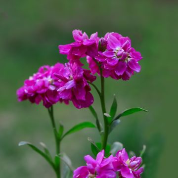 Matthiola incana Anytime Hot Pink em sementes