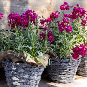 Matthiola incana Anytime Red em sementes