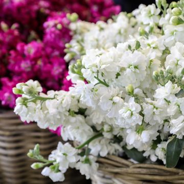 Matthiola incana Anytime White em sementes