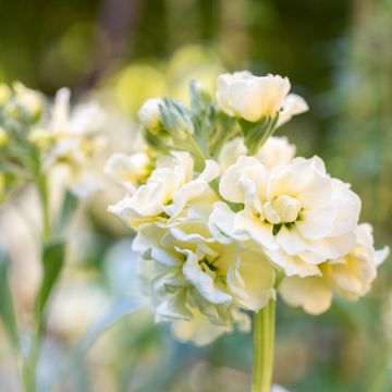 Matthiola incana Anytime Yellow em sementes