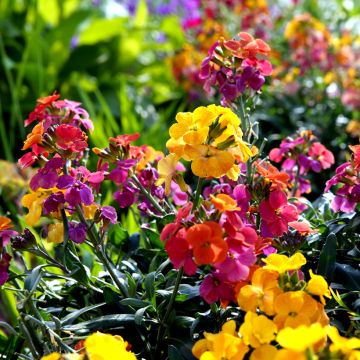 Erysimum cheiri Fair Lady Mix em sementes