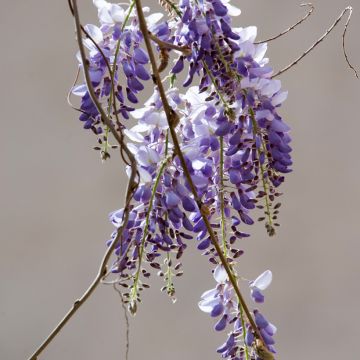 Wisteria sinensis em sementes - Glicínia