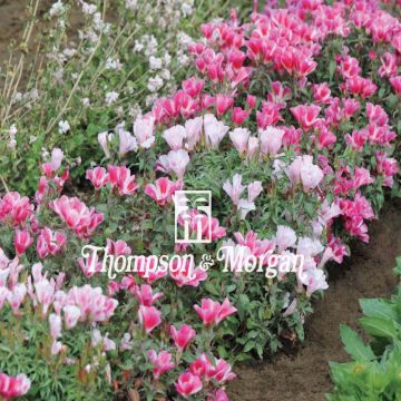 Godécia Improved Dwarf mix em sementes