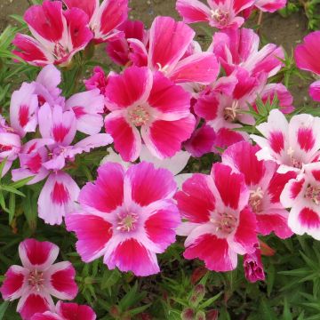 Godécia Whitneyi em sementes