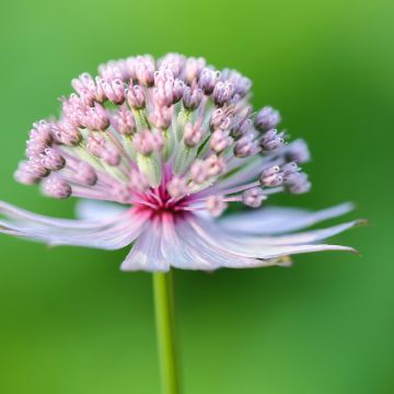 Astrantia major em sementes