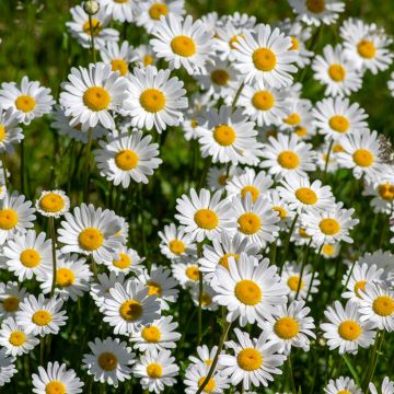 Leucanthemum vulgare em sementes Leucanthemum vulgare em sementes