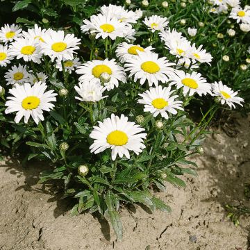 Leucanthemum Silver Princess em sementes