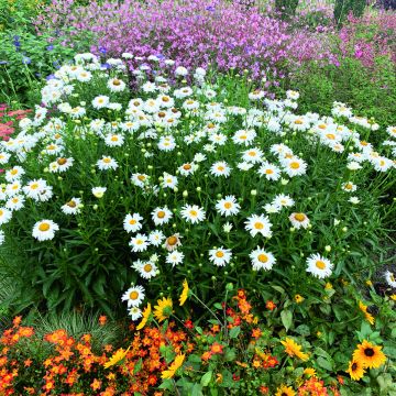 Leucanthemum Crazy Daisy em sementes