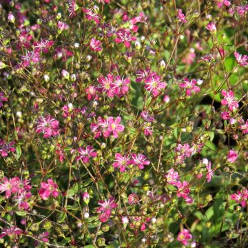 Gypsophila elegans Kermesina em sementes