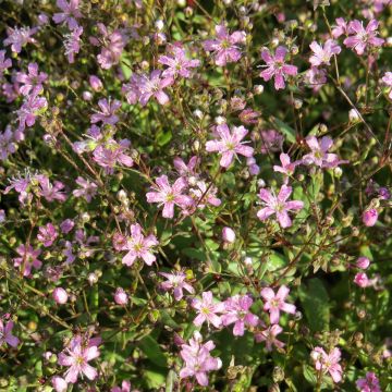 Gypsophila elegans Rosea em sementes