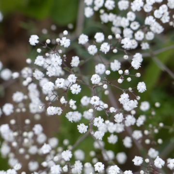 Gypsophila paniculata Snowflake em sementes