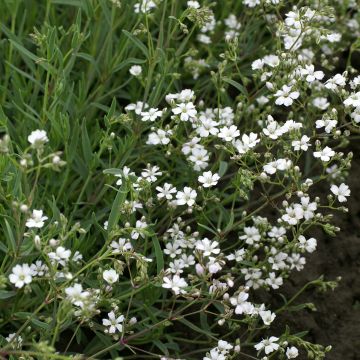 Gypsophila repens Alba em sementes