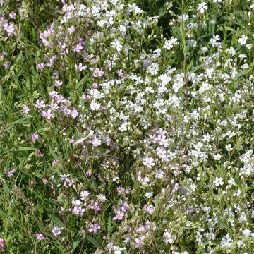 Gypsophila repens Albarosa Mix (Alba, Rosea) em sementes