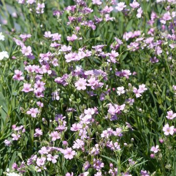 Gypsophila repens Rosea em sementes